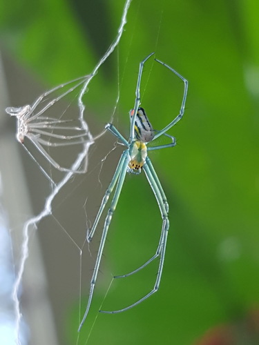 Mabel Orchard Orbweaver photo 3