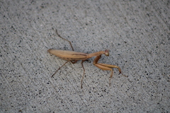 Mantis religiosa