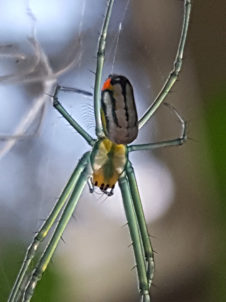 Leucauge argyrobapta