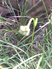 Burchardia umbellata