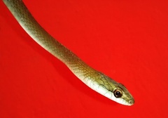 Mastigodryas melanolomus