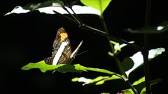 Adelpha fessonia