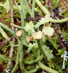 Cladonia maxima image