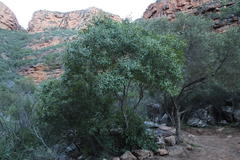 Maytenus acuminata acuminata