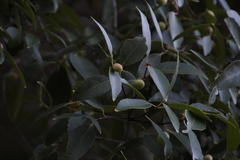 Maytenus acuminata acuminata