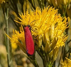 Lycomorpha regulus