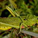 Phymateus viridipes viridipes - Photo (c) Ricky Taylor, some rights reserved (CC BY-NC), uploaded by Ricky Taylor