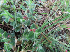 Indigofera cordifolia