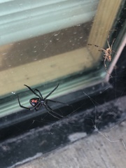 Latrodectus hesperus