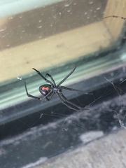 Latrodectus hesperus