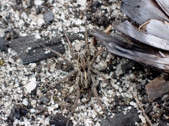 Artoriopsis expolita