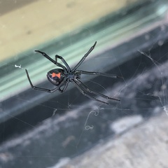 Latrodectus hesperus