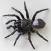 Mouse Spiders - Photo (c) cskk, some rights reserved (CC BY-NC-ND)