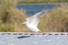 Larus glaucescens × occidentalis