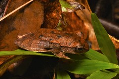 Leptomantis harrissoni