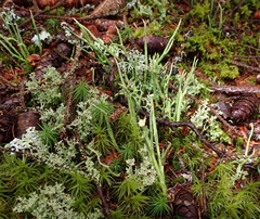 Cladonia maxima image