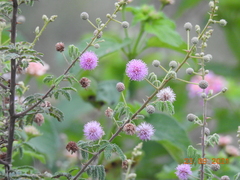 Mimosa hamata