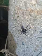 Pireneitega spinivulva