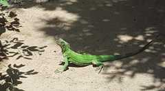 Iguana iguana