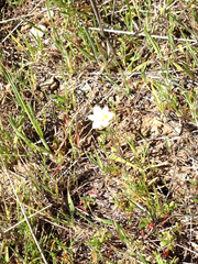 Platystemon californicus