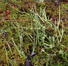 Cladonia maxima image