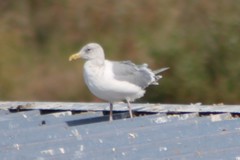 Larus glaucescens × occidentalis