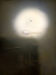 Polypedates leucomystax