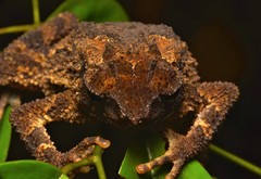 Ingerophrynus divergens