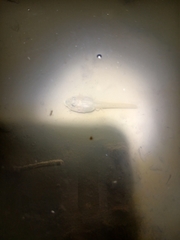 Polypedates leucomystax