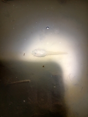 Polypedates leucomystax