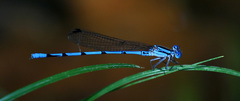 Argia pima