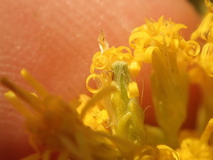 Rhopalomyia anthophila
