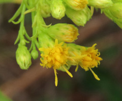 Ericameria pinifolia