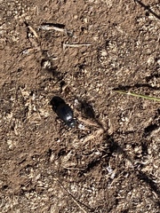 Stenomorpha puncticollis