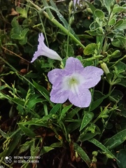 Ruellia patula