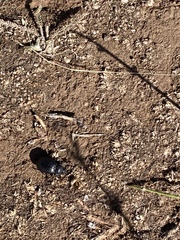 Stenomorpha puncticollis