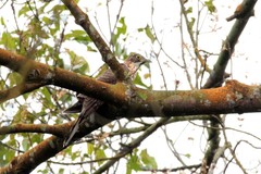 Hierococcyx sparverioides