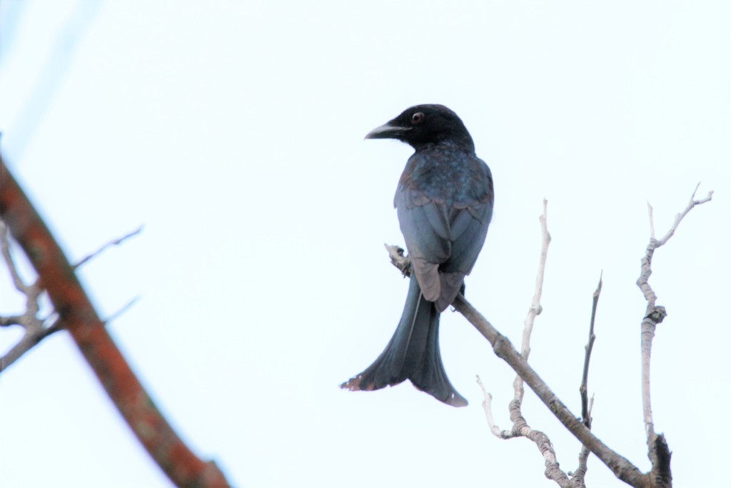 Crow-Billed Drongo