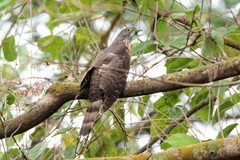 Hierococcyx sparverioides