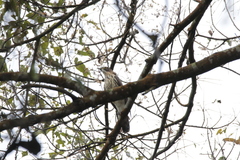 Hierococcyx sparverioides