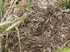 Pseudemoia pagenstecheri