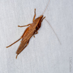 Pyrgocorypha uncinata