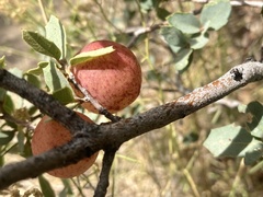 Atrusca brevipennata