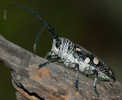 Zographus nivisparsus