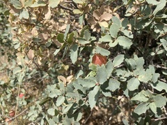 Atrusca brevipennata