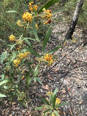 Daviesia corymbosa