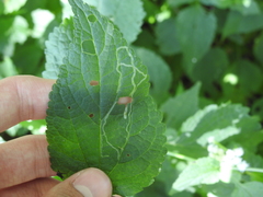 Liriomyza eupatoriella