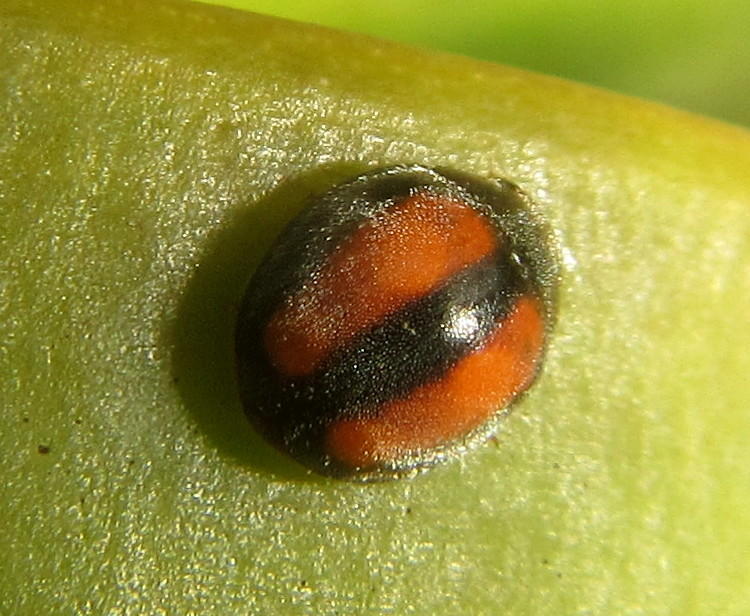 Platynaspis solieri