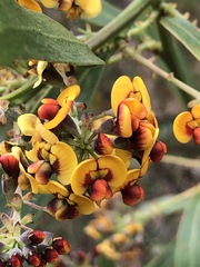Daviesia corymbosa