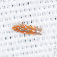 Erythroneura rubra